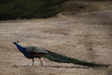 Fototapeta premium Peacock