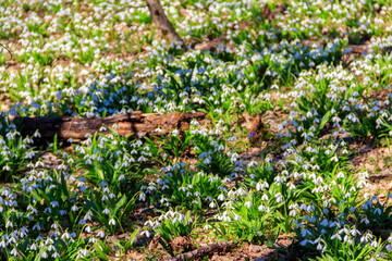 White snowdrop flowers (Galanthus nivalis) in a spring forest