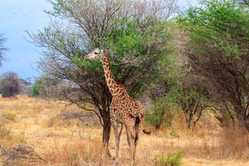 Giraffe in savanna in Tarangire national park in Tanzania. Wild nature of Tanzania, East Africa