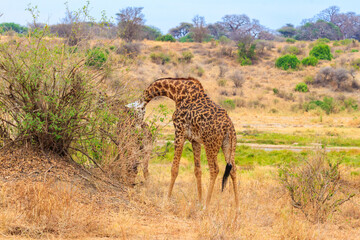 Giraffe in savanna in Tarangire national park in Tanzania. Wild nature of Tanzania, East Africa