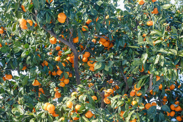 Ripe tangerines hanging on a tree branch close-up.