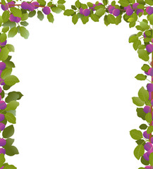 Naklejka premium Tree plum with ripe fruits. Branches in form of frame. Garden plant with edible harvest. Branch with foliage and leaves. Isolated on white background. Vector