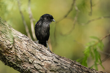 Shrike on a tree