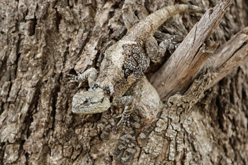 Lizard camouflaged as tree bark