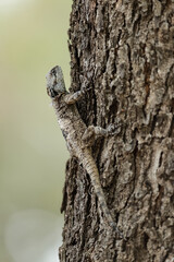 Sungazer lizard camouflaged on a tree