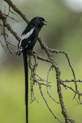 Long tailed shrike perched on a branch