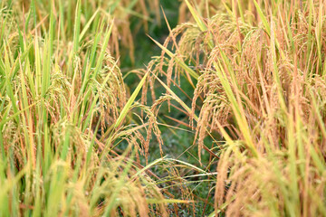 Yellow rice grains in a paddy field