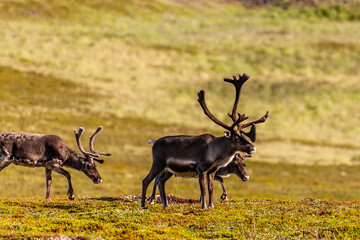 Telephot shot of a group of running reindeer in Northern Norway.