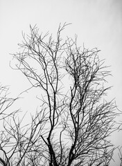 Bare tree branches against the sky, winter.
