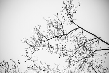 Bare tree branches against the sky, winter.