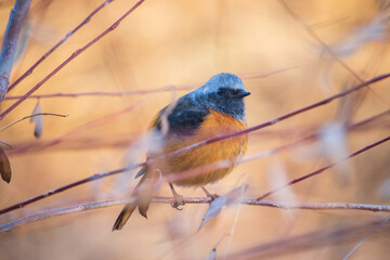 A male Daurian redstart sitting on the bare branch of tree in winter.