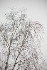 Obraz na płótnie Canvas Bare tree branches against the sky, winter.