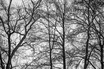 Bare tree branches against the sky, winter.