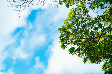 Fototapeta premium 緑と青い空