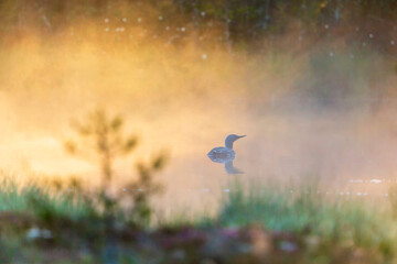 Alone Red throated loon in a forest lake in a misty morning light