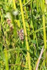 Butterfly on a blade of grass