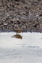 Pectoral sandpiper walking in the water at a muddy beach at low tide