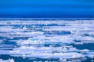 Ice floes on the sea in the arctic