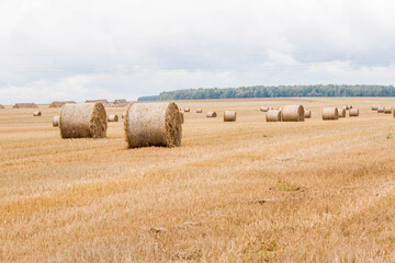 Agricultural work. Hay rolls on the field. Haystacks. Harvesting. The end of summer.