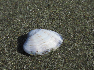 Fototapeta na wymiar 白い貝殻