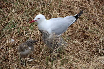 Silver Gull (Chroicocephalus novaehollandiae) and chicks, Phillip Island, Victoria, Australia.
