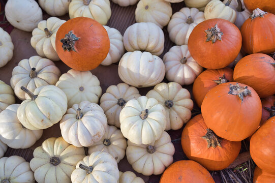Picking colorful pumpkins at a pumpkin patch