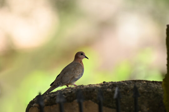 Closeup picture of Laughing Dove against clean background at Nagpur India