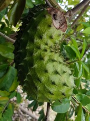 Disease on the leaves of the tree in the garden, Close up, The leaves are eaten by pests, Shallow depth of field.