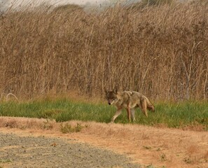 Coyote Prowling