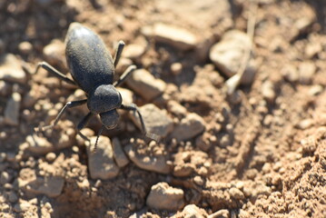 Beetle