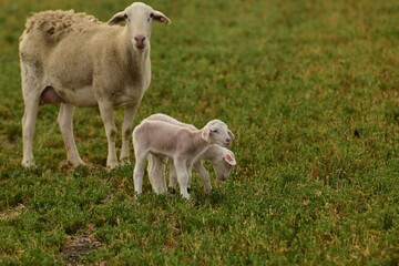 Fototapeta premium Mama Sheep and Twin Lambs