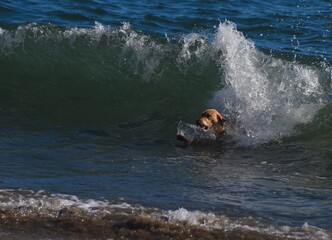 Surfing Dog