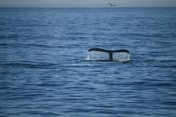 Fototapeta premium Whale Fluke