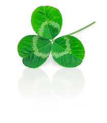 The green leaf of the plant. Clover. Isolated. Close-up. added shadow and reflection. Space for copying. St. Patrick's Day.