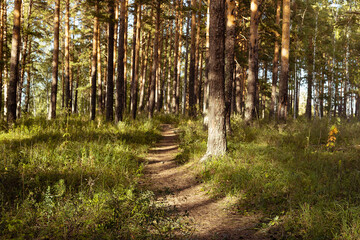 Golden summer landscape with pine forest and footpath with shine sun rays and light, green grass, shadows in sunny day. Amazing trekking and travel in wild nature, pine forest background.