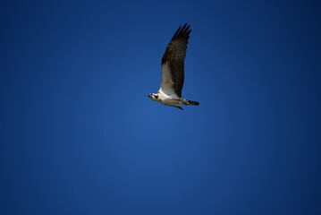Osprey and Blue Sky