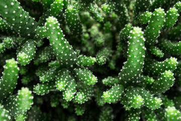 Cactus houseplant closeup