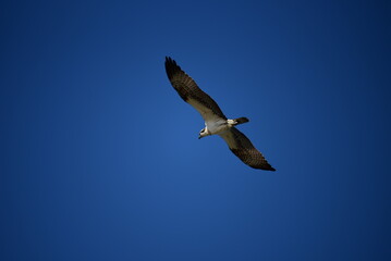 Osprey in Flight