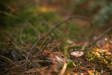 Macro shot of wet mushroom shining on the sun. Close-up of a mushroom growing in the woods.