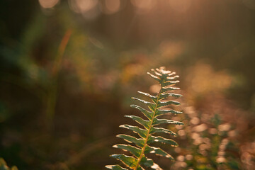 Fern in sunlight. Concept of wandering in the forest.