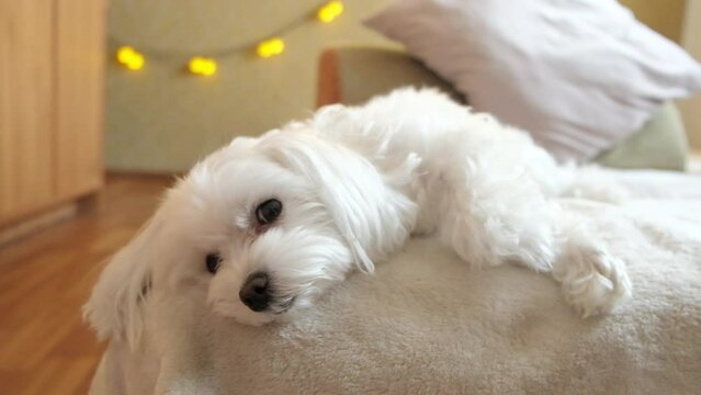 Portrait of a white maltese laying on a bed and looking at the camera