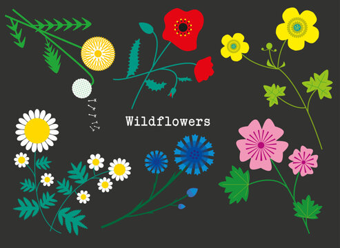 Wildflowers : vector flowers inthe country