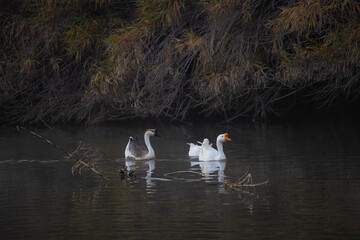 geese on the lake