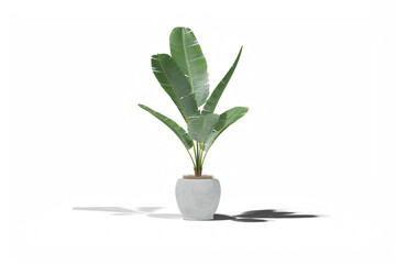 Banana plant in the vase