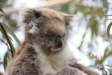 Koala (Phascolarctos cinereus), Phillip Island, Victoria, Australia.