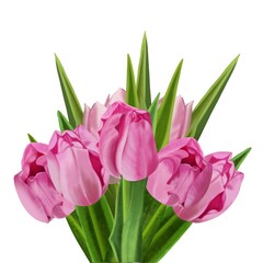 Pink tulips with green leaves bouquet separately on a white background, digital freehand drawing.