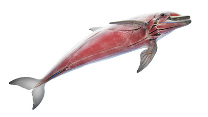 3D rendered illustration of a dolphin's muscular system