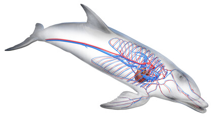 3D rendered illustration of a dolphin's cardiovascular system