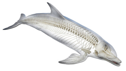 3D rendered illustration of a dolphin's skeletal system
