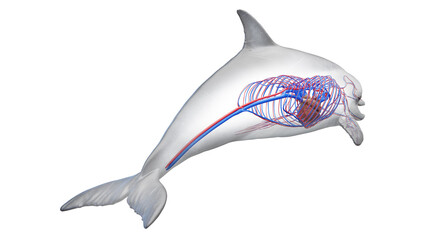 3D rendered illustration of a dolphin's cardiovascular system
